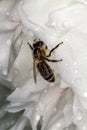 Honey bee hid in the Bud of white peony from the rain. White petals with drops of water. Royalty Free Stock Photo