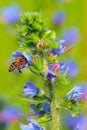 Honey bee hidden in purple flower. Collects pollen