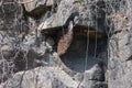 Honey Bee Hive hanging on the Rocks on hillside