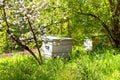 Honey bee hives in spring garden Royalty Free Stock Photo