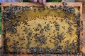 Honey bee on a honeycomb with larvae. Beekeeper holds in the hands the frame. Bees Broods. Apiculture. Apiary. Beautiful spring Royalty Free Stock Photo