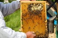 Honey bee on a honeycomb with bee larvae. Beekeeper holds in the hands the frame. Bees Broods. Apiculture. Apiary. Spring. Royalty Free Stock Photo