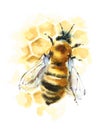 Honey Bee on Honeycomb Watercolor Illustration Hand Drawn