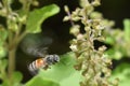 Honey bee hovering closeup