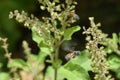 Honey bee hovering Royalty Free Stock Photo