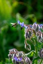 Honey bee hovering over a Borage Flower