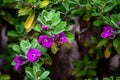 Honey bee hovering over a flower