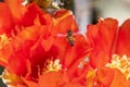 Honey Bee Hovering Over some Texas Prickly Pear Cactus Flowers