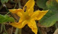 Honey bee hovering over a yellow pumpkin flower