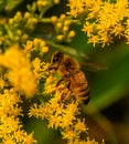 Close up eye of Bee, insect, perhaps Western Honey bee on yellow flower, solidago, goldenrod flower Royalty Free Stock Photo