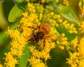 Close up head of Bee, insect, perhaps Western Honey bee on yellow flower, solidago, goldenrod flower Royalty Free Stock Photo