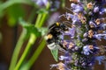 Honey bee insect pollinates purple flowers of agastache foeniculum anise hyssop, blue giant hyssop plant