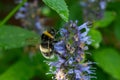 Honey bee insect pollinates purple flowers of agastache foeniculum anise hyssop, blue giant hyssop plant Royalty Free Stock Photo