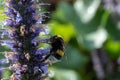 Honey bee insect pollinates purple flowers of agastache foeniculum anise hyssop, blue giant hyssop plant