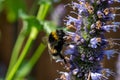 Honey bee insect pollinates purple flowers of agastache foeniculum anise hyssop, blue giant hyssop plant