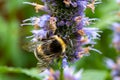 Honey bee insect pollinates purple flowers of agastache foeniculum anise hyssop, blue giant hyssop plant