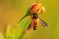 Honey bee macro Royalty Free Stock Photo