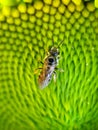 Honey Bee Insect on a SunFlower Macro Royalty Free Stock Photo