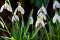 Honey bee inside white snowdrop flower collecting yellow pollen Royalty Free Stock Photo