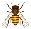 Honey bee isolated cartoon set icon. Vector illustration animal of honeybee on white background. Vector icon honey bee Royalty Free Stock Photo