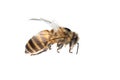 Honey bee isolated Royalty Free Stock Photo