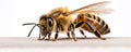 Detail on a bee on a white background. generative ai