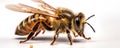 Detail on a bee on a white background. generative ai