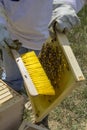 Honey Bee Keeper with brush and Comb Royalty Free Stock Photo
