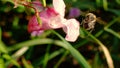 Honey Bee Landing On A Flower