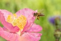 Honey Bee Landing on Pink Flower