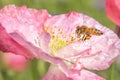 Honey Bee on Landing on Pink Flower