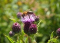 Honey bee landing on a pink thistle flower in a summer meadow