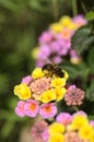 Honey bee on lantana flowers