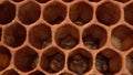 Honey bee larvae in open cells macro, Bee Brood, Honeybee Brood. The Larval and Pupal Reproduction and Development