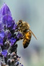 Honey Bee on Lavender Royalty Free Stock Photo