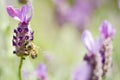 Honey Bee and Lavender Royalty Free Stock Photo