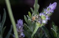 Honey Bee on Lavender Royalty Free Stock Photo