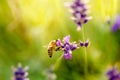 Honey bee on a lavender and collecting polen. Flying honeybee. One bee flying during sunshine day. Insect. Lavenders field with be