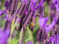 Honey bee @ Lavender field Royalty Free Stock Photo