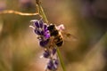 Honey bee on lavender flower collecting pollen and nectar, Apis Royalty Free Stock Photo
