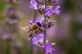 Honey bee on lavender flower collecting pollen and nectar, Apis Royalty Free Stock Photo
