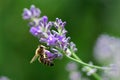 Honey bee on lavender flower. Honey bee is collecting pollen. Pollination of plants by bees. Royalty Free Stock Photo