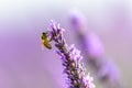 Honey bee on a lavender flower, Provence Royalty Free Stock Photo