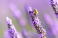 Honey bee on a lavender flower, Valensole, Provence Royalty Free Stock Photo