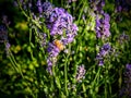 Honey bee on Lavender in Utah America USA Royalty Free Stock Photo