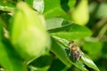 Honey bee on a leaf Royalty Free Stock Photo