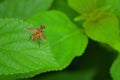 Honey bee on the leaf, insects, nature Royalty Free Stock Photo