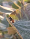Honey bee on a leaf ready to take off