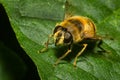 Honey Bee on a leaf Royalty Free Stock Photo