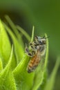 Honey bee on leaf. Royalty Free Stock Photo